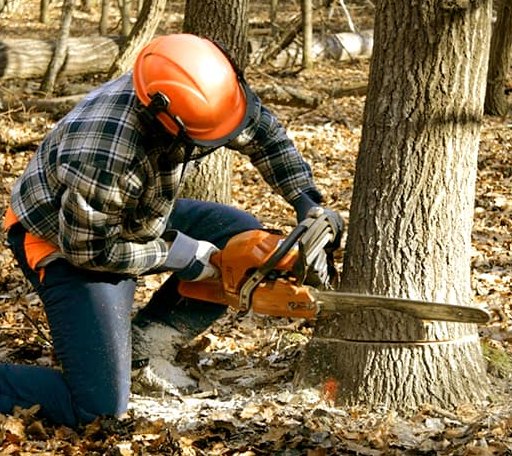 Tree Removal in Bells, TN
